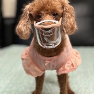 소형견을 위한 세상 편한 입마개, 루브립 강아지 투명 입마개