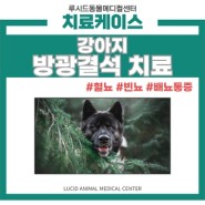 강아지 방광결석 치료, 암사동 동물병원