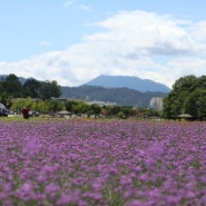 함양 상림공원 버들마편초 숙근사루비아 여름꽃잔치