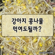 강아지 콩나물 먹어되나요? 먹였을때 효과는 뭘까!