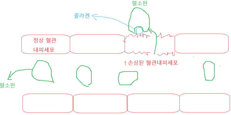 지혈 과정 - 혈소판 응괴 형성 : 네이버 블로그