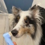 강아지 양치 주기 :: 충치 예방하는법