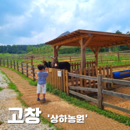 고창 아이와 가볼만한 곳 동물 목장이 있는 '상하농원'