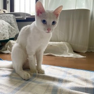 [고양이 중성화] 버니니 중성화 완료!! @ch동물병원