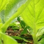 황금킹 배추 모종밭 알바생