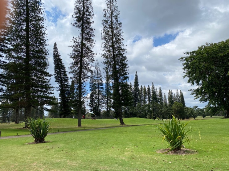 레일레후아 골프 코스 (Leilehua Golf Course) : 네이버 블로그