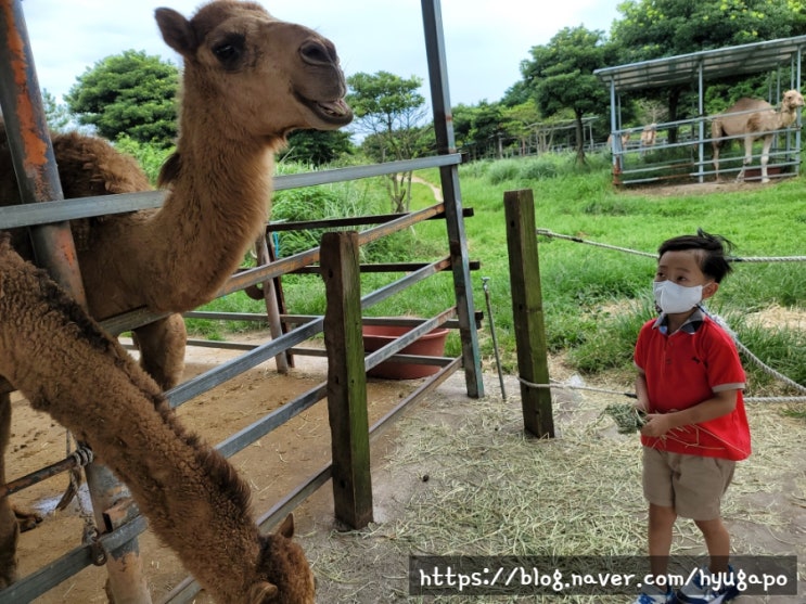 제주 낙타트래킹 4세 6세 아이와 제주 표선 여행