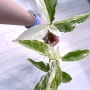 무늬싱고니움 (무싱이) 성체 잎 되어가는 자세한 과정, 육아일기^^ㅋ + 바크봉 + 팁