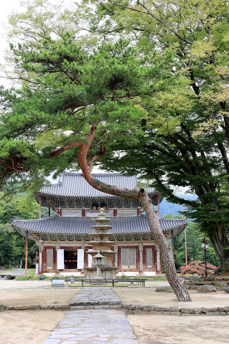 [충남 부여] 배롱꽃 계절.. 무량사#2 : 네이버 블로그