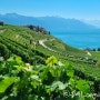 <스위스 여행> 스위스 최대 와인 산지 '라보 지구' 하이킹
