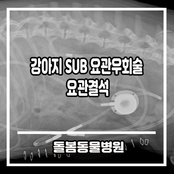 강아지 수신증 , 요관결석 , SUB 인공요관우회술 / SUB 수술 후 관리법 [ 용인광교 돌봄동물병원] : 네이버 블로그