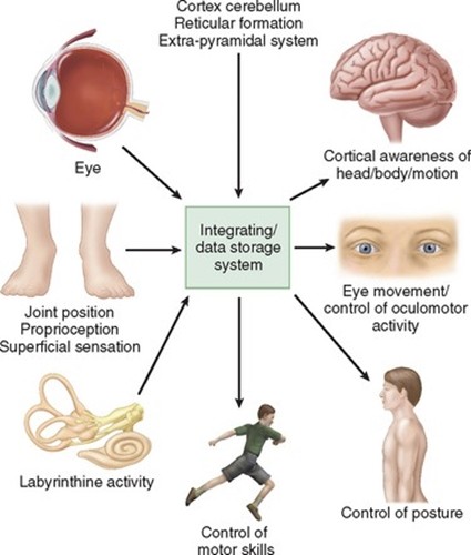 고유 수용성 감각 (proprioception) : 네이버 블로그