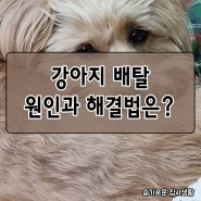 지긋지긋한 강아지배탈, 원인과 해결법은 뭘까?