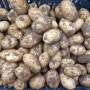 한농복구회 오아시스 해외농업팀의 유기농 감자 생산