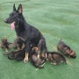 저먼셰퍼트 훈련견 자견 아기 강아지 분양합니다.