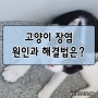 고양이장염 걱정된다면...?고양이 장염 원인과 해결법!