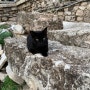 유럽여행 그리스 길 고양이