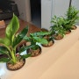 실내 공기 정화 식물들을 하나의 자동급수 화분으로 관리하기