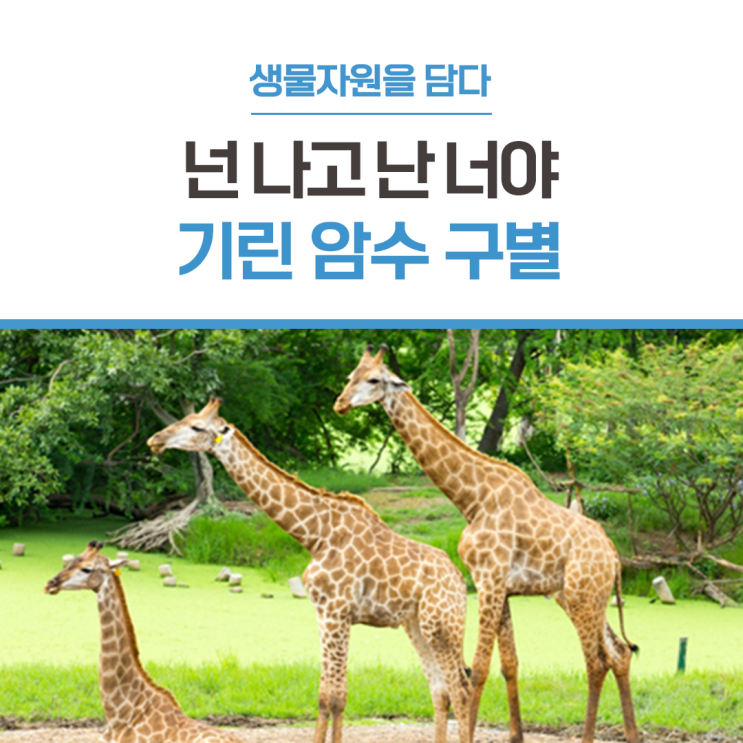 [넌 나고 난 너야] 포유류 중 가장 키가 큰 동물! 기린의 암수 구별법을 살펴보자! / 기린물마시는법 / 기린자는방법 ...