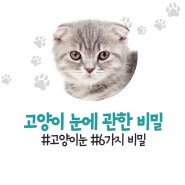 고양이 근시,색맹,시야각,동체시력,동공크기,터피텀 알아보자