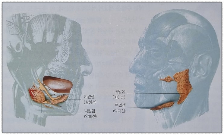 침! 입안의 건강 파수꾼 침의 기능 5가지 : 네이버 블로그