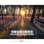 충남 서천 장항송림산림욕장 보랏빛 맥문동 물결