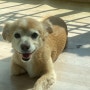 햇빛에 구워진 강아지 꼬순내를 사랑합니다.