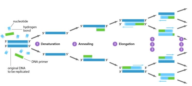 PCR (Polymerase Chain Reaction) for Insects total DNA : 네이버 블로그