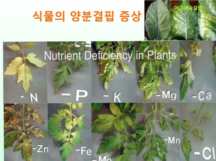 식물의 영양 결핍과 증상(영양 생리장애 모습) 및 대책 : 네이버 블로그