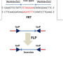 in-vivo study #2