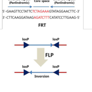 in-vivo study #2