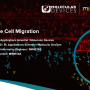 3D Immune Cell Migration