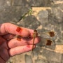 날개띠좀잠자리와 무당거미, 긴호랑거미 [주간일기 챌린지 9-4] + 섬서구메뚜기