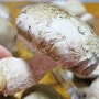 [대전사회적경제기업] 독특한 풍미와 풍부한 영양이 가득한 송고버섯을 소개합니다.
