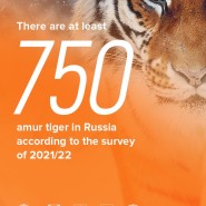 러시아 호랑이 개체수 조사결과 발표 - 750마리?