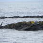 아이슬란드자유여행 북부 Illugastaðir 바다표범 물범 물개서식지