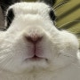 토끼 전선 사고 (감전, 동물병원)