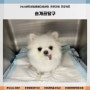 강아지 슬개골탈구수술 :: 24시센트럴동물메디컬센터