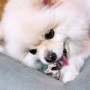 펫만찬에서 득템한 애견수제간식 오래먹는 강아지뼈간식!
