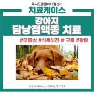 강아지 담낭점액종 치료 (1), 약수동 동물병원