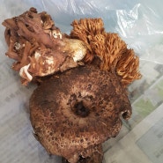 귀한 자연산 버섯--능이버섯, 싸리버섯