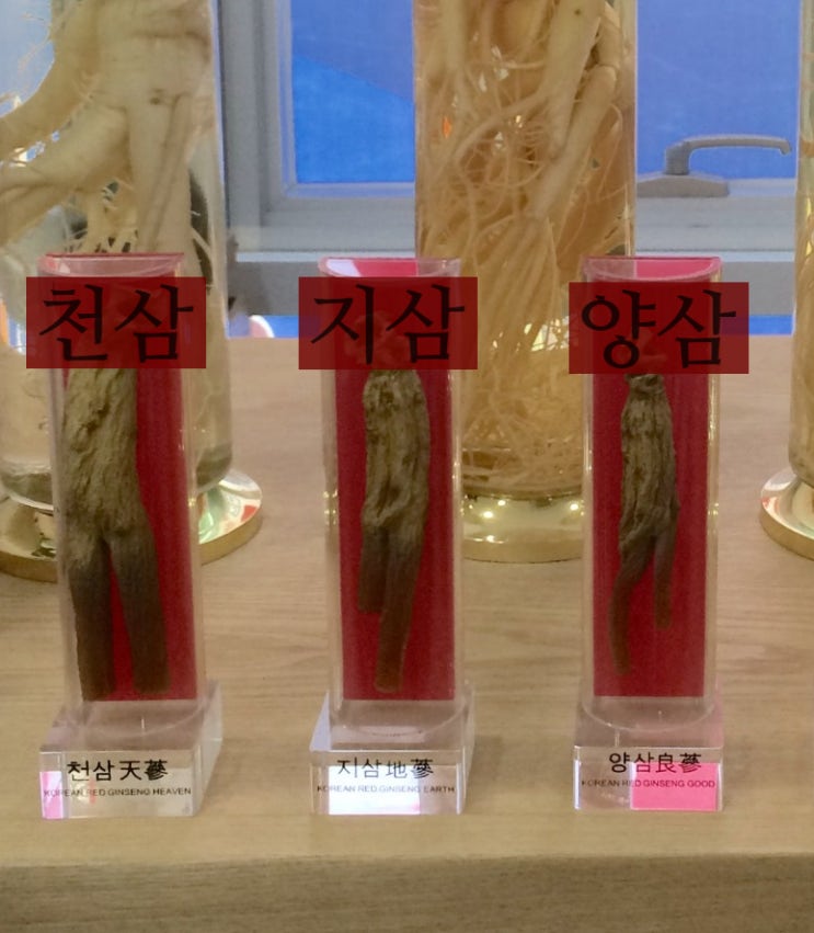 인삼의 종류(천삼,지삼,양삼)그리고 산삼배양근 : 네이버 블로그