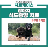 강아지 식도종양 내시경으로 치료, 석관동 동물병원