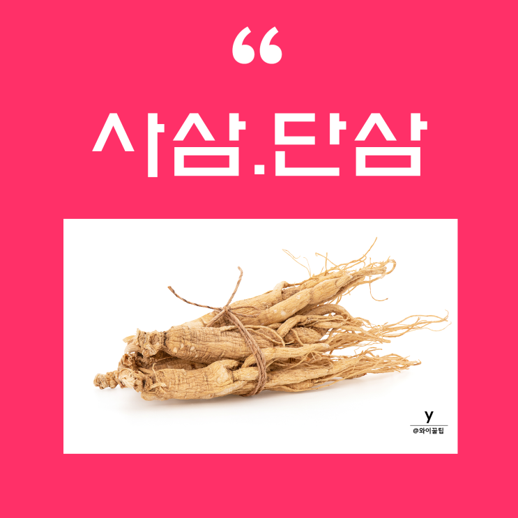 단삼 사삼 잔대 효능 부작용 모종 심기 몸속염증제거 해독 염증에 좋은 식품 약초 출산후 음식 자궁 생리통 골다공증 : 네이버 블로그