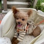 서루 :: 깔끔한 디자인에 편안한 강아지 이동가방 발롱백