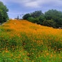 올림픽 공원 들꽃마루.장미테마공원