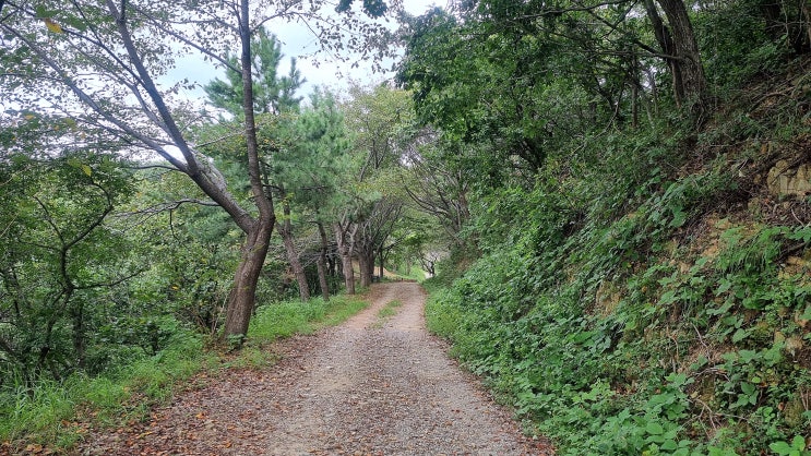 부산 황령산, 금련산, 배산 넘어 맛집 찾아 2만 보! : 네이버 블로그