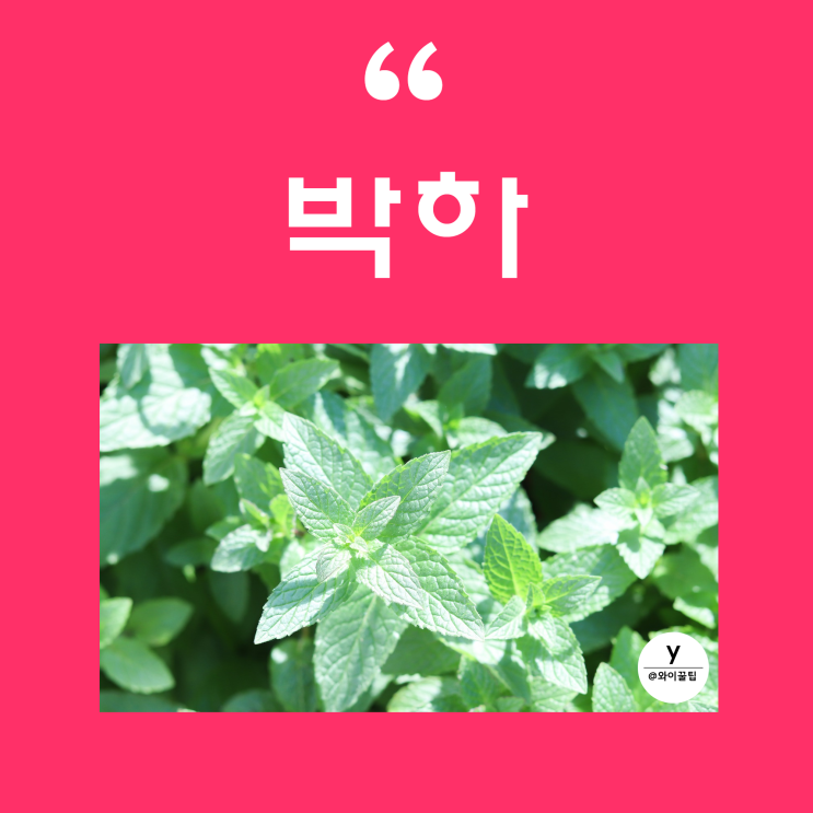 박하 효능 7가지! 박하차 민트 멘톨 건강차 심신안정차 폐 기관지 수면 불면증 몸에 좋은차 : 네이버 블로그