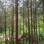 [고흥 여행] 팔영산 편백나무 치유의 숲