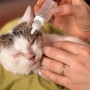 고양이 눈병 원인과 예방 방법